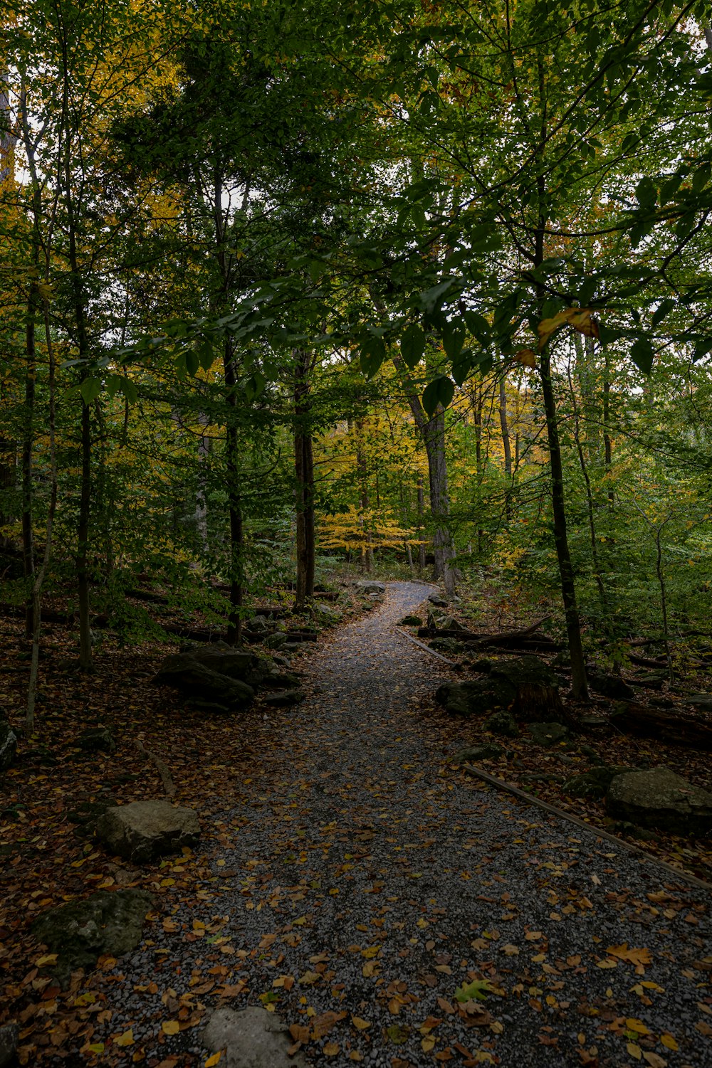 a path in the middle of a forest with lots of trees