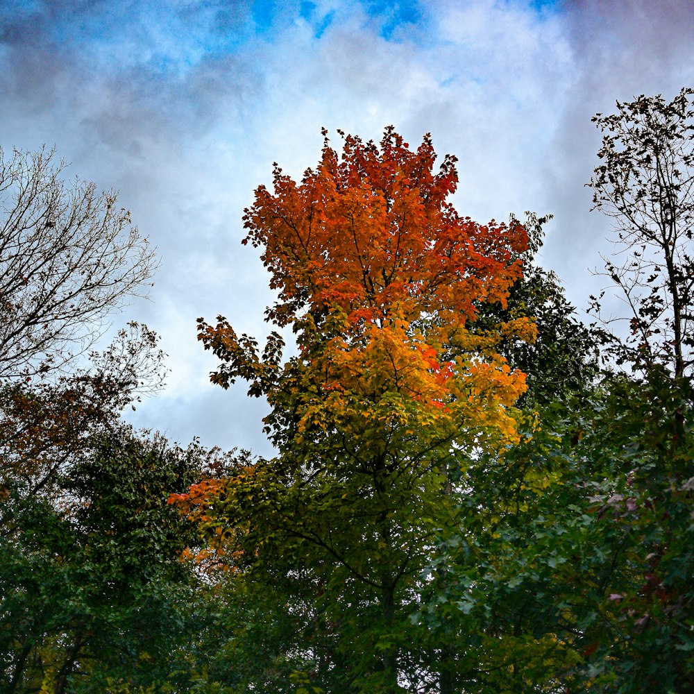 a group of trees that are next to each other