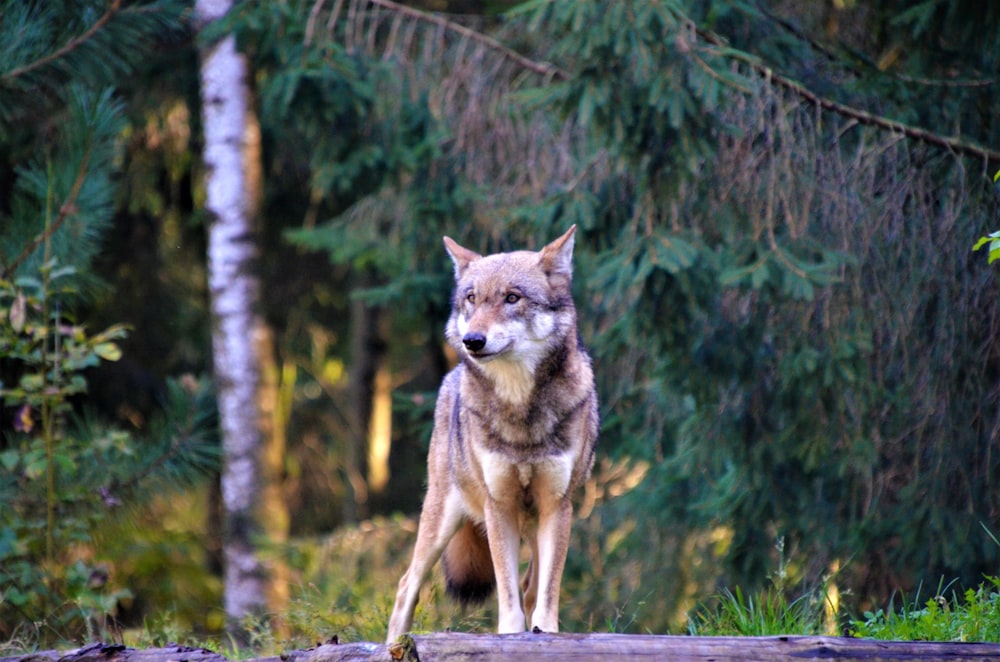 a wolf standing on a log in the woods