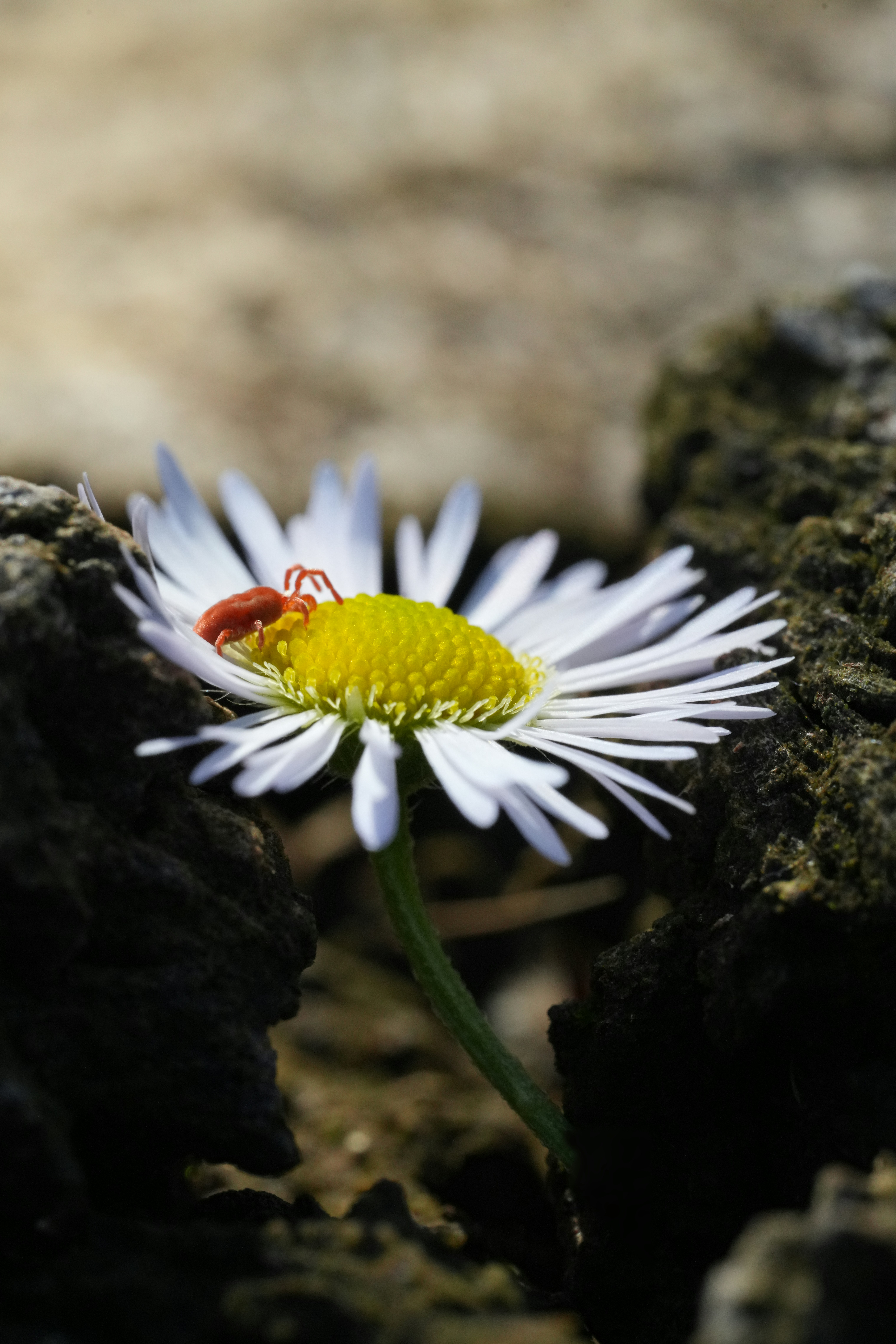 a white and yellow flower with a bug on it
