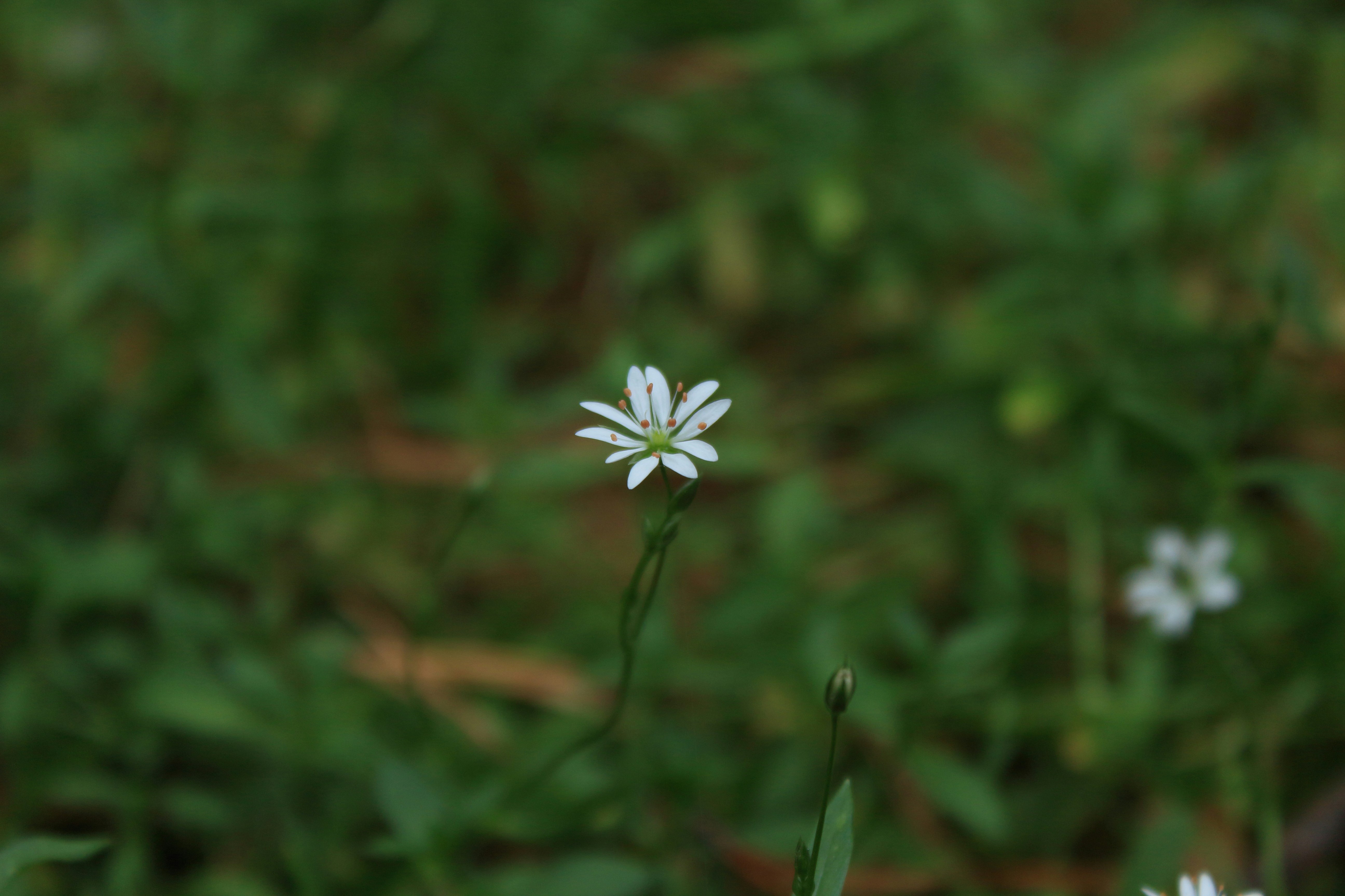 Photo by redpanigale1199