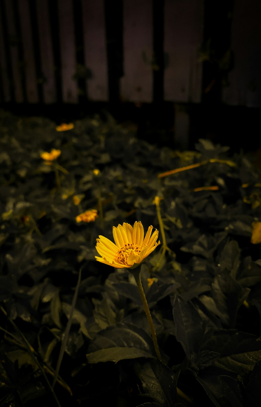 a yellow flower in a field of green plants