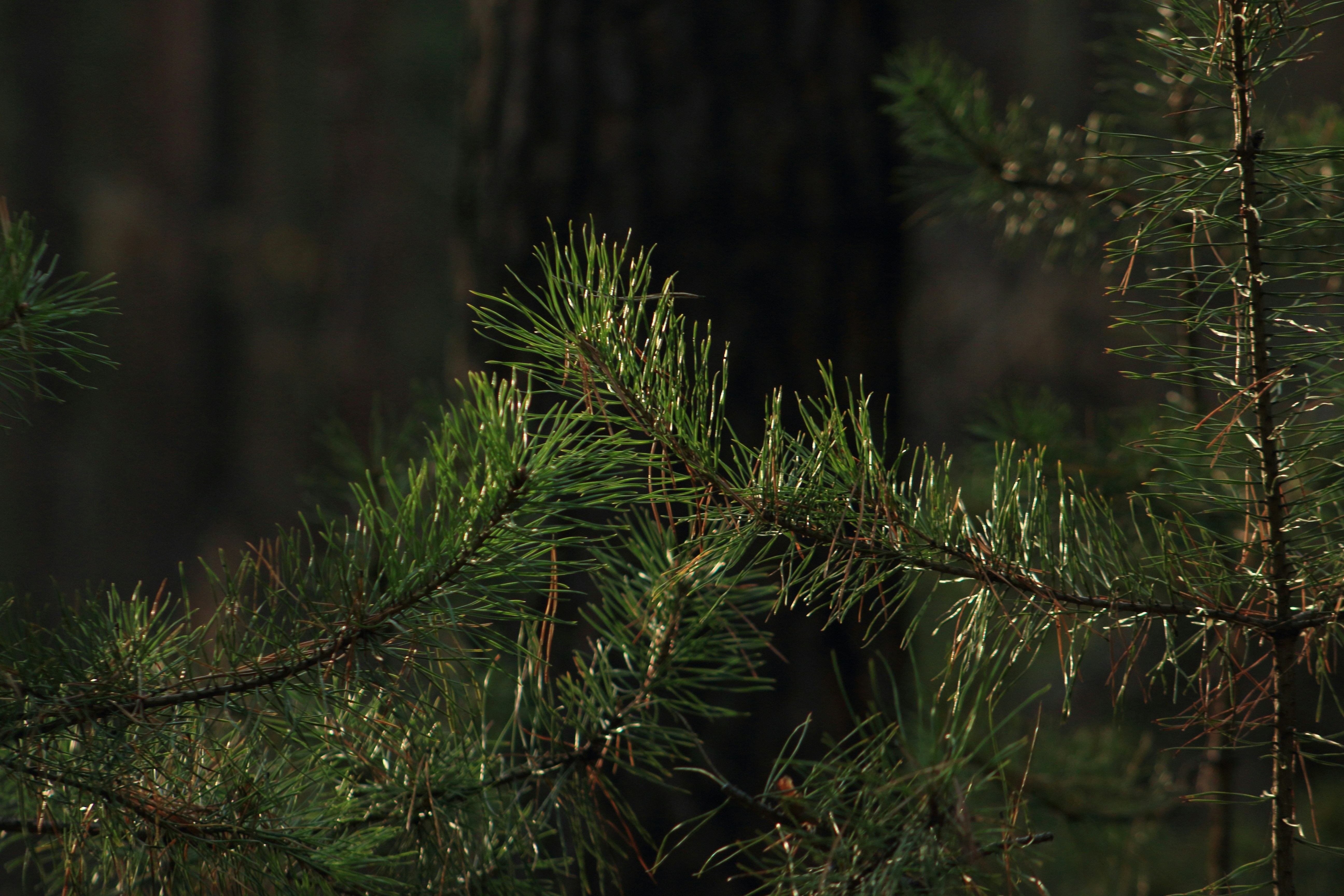 Photo by redpanigale1199