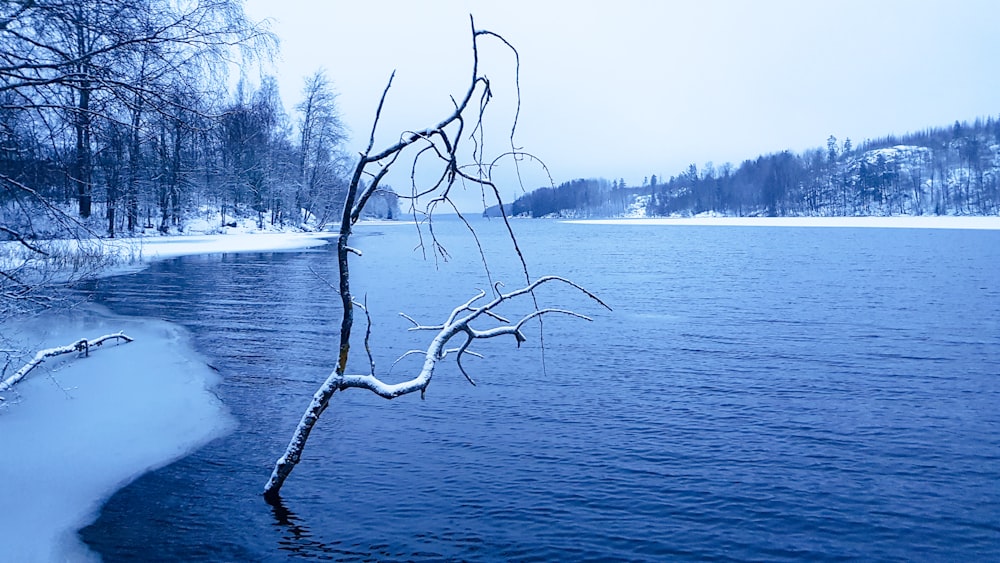 a tree branch sticking out of a body of water