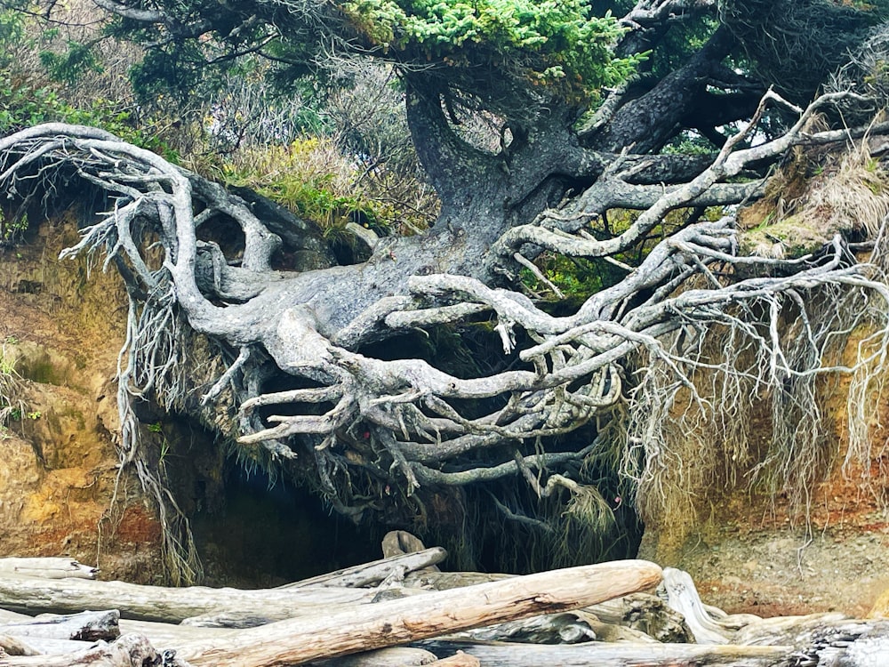 a large tree that is growing out of the ground