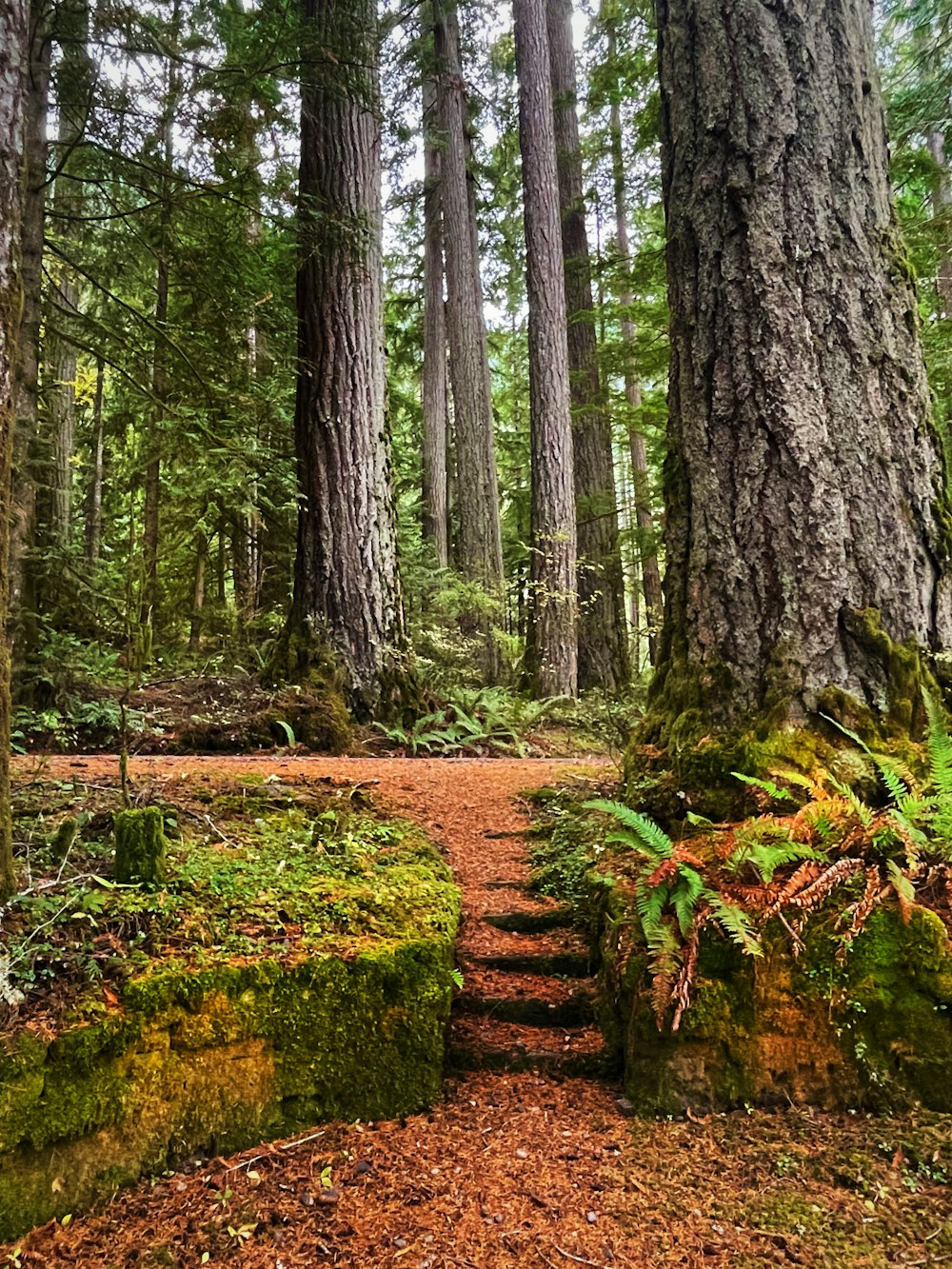 a path in the middle of a forest surrounded by tall trees