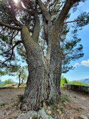A large, ancient tree with a thick, textured trunk splits into multiple branches. The branches reach outward and upward, surrounded by lush green leaves. Sunlight filters through the branches, casting dappled shadows on the ground. In the background, there is a stone wall on a dirt path, with a clear blue sky and distant hills visible.