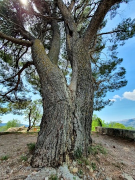 A large, ancient tree with a thick, textured trunk splits into multiple branches. The branches reach outward and upward, surrounded by lush green leaves. Sunlight filters through the branches, casting dappled shadows on the ground. In the background, there is a stone wall on a dirt path, with a clear blue sky and distant hills visible.