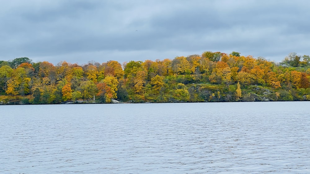 a body of water with trees in the background