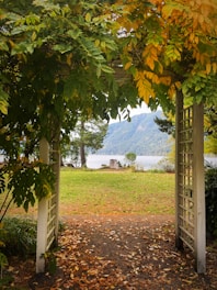 a couple of trees that are in the grass