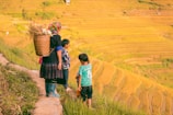 A woman and two children stand on a narrow path alongside terraced rice fields. The woman is carrying a large basket on her back containing harvested crops. The landscape features lush, green and golden terraces with a warm, sunny atmosphere.