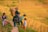 A group of children and an adult carry a basket filled with plants, standing on the edge of a lush, terraced rice field. The terraces stretch into the distance, filled with golden and green hues, suggesting harvest time.