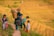 A group of children and an adult carry a basket filled with plants, standing on the edge of a lush, terraced rice field. The terraces stretch into the distance, filled with golden and green hues, suggesting harvest time.