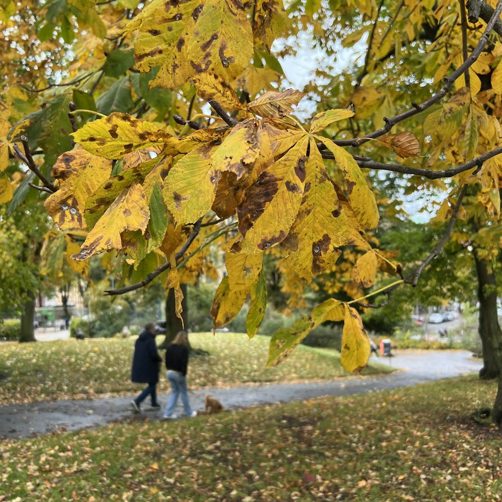 a couple of people walking down a path under a tree