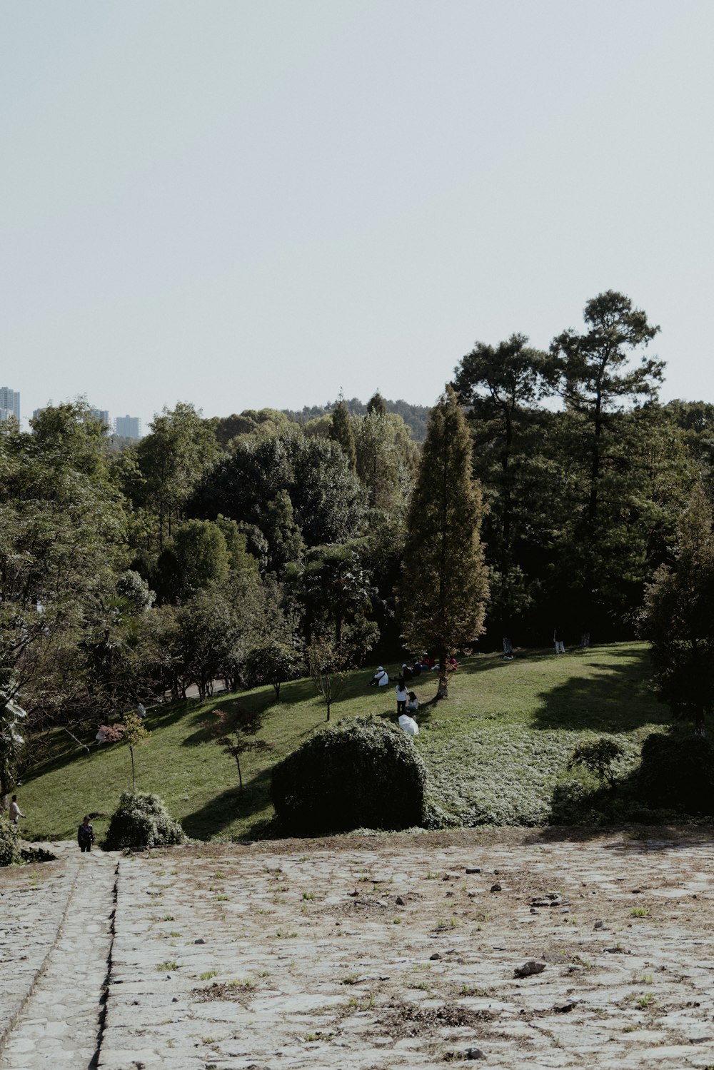 a group of people sitting on top of a lush green hillside