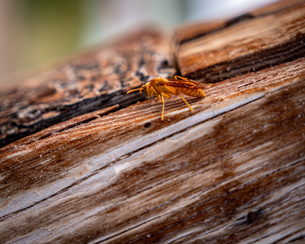 a close up of a bug on a piece of wood