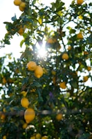 A vibrant artificial lemon tree enhancing a cozy room.