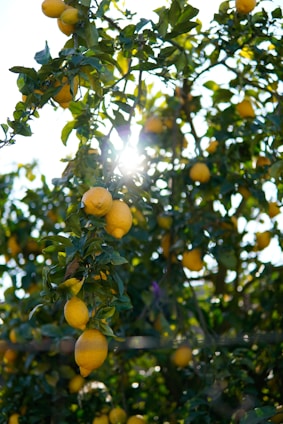 A vibrant artificial lemon tree adding a touch of nature indoors.