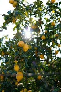 A vibrant lemon tree with ripe yellow lemons hanging from its branches. Sunlight filters through the green leaves, creating a lively and fresh atmosphere.
