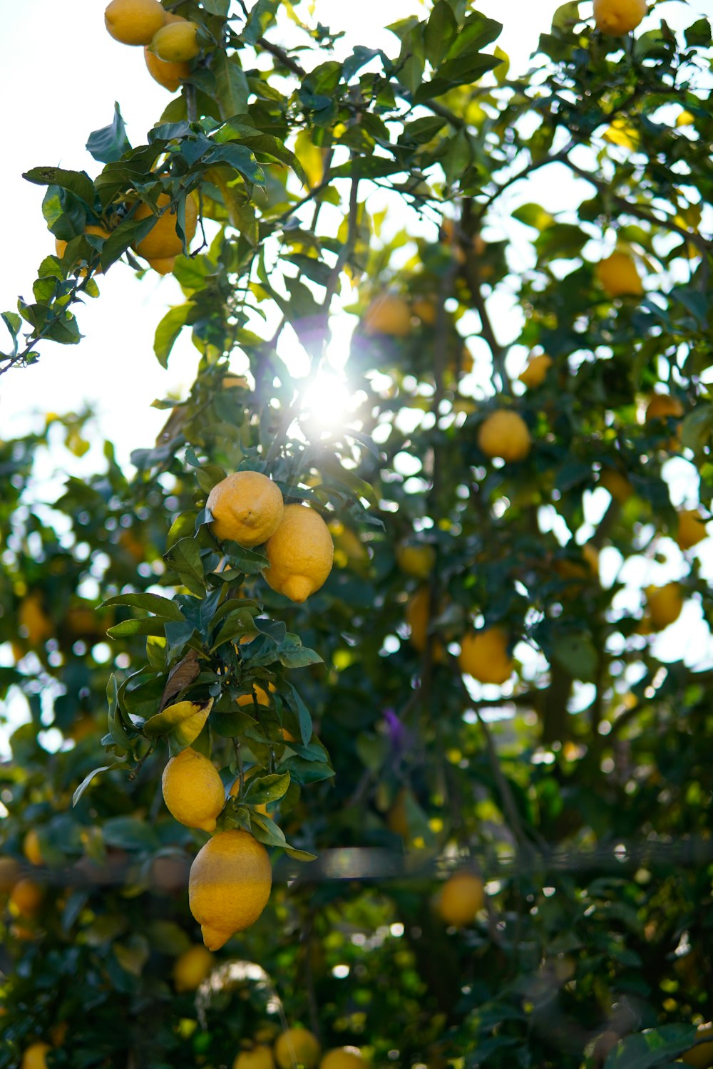 a tree filled with lots of ripe lemons