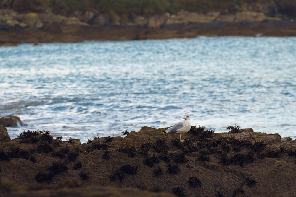 a seagull sitting on a rock near a body of water