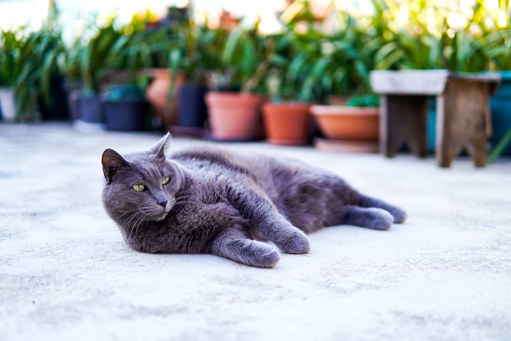 a gray cat laying on the ground in front of potted plants