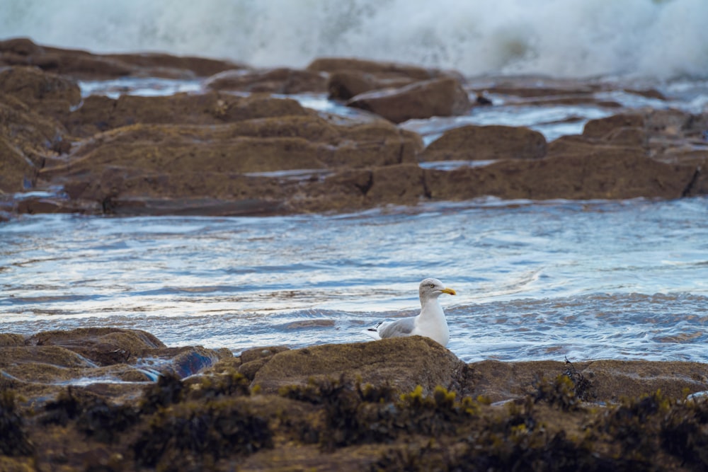 a seagull sitting on a rock near the ocean