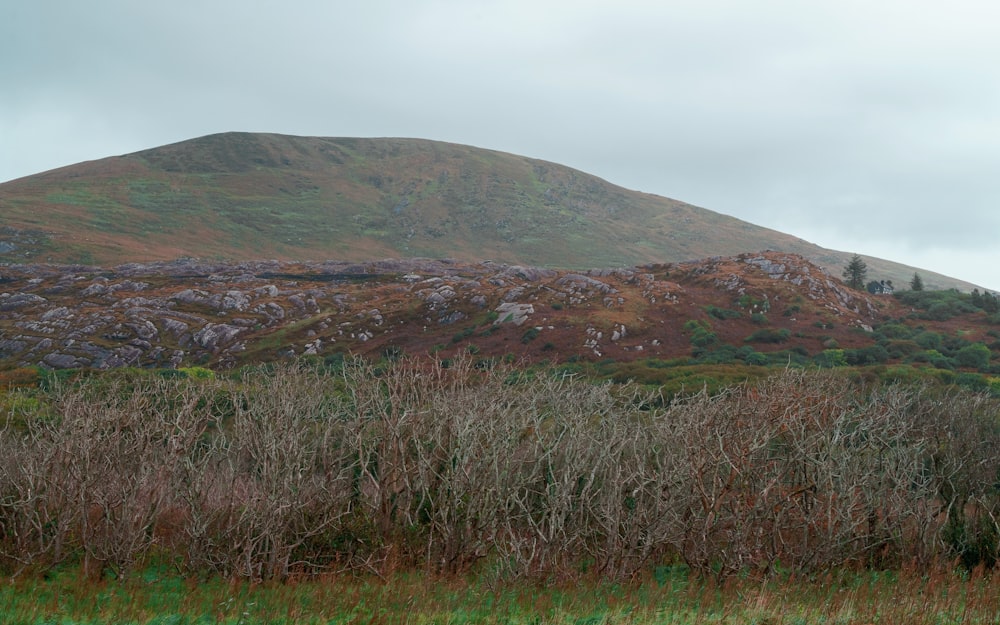 a hill with a few trees and bushes in front of it