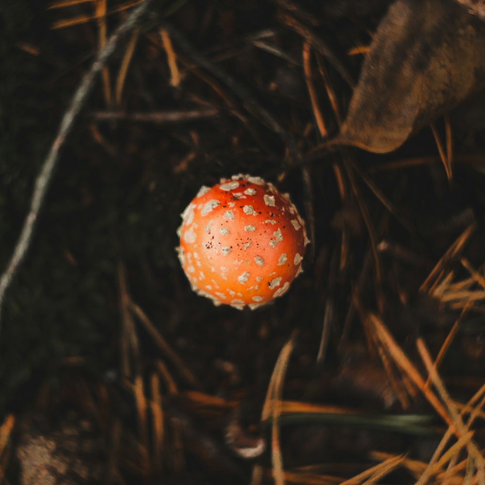 a close up of an orange mushroom on the ground