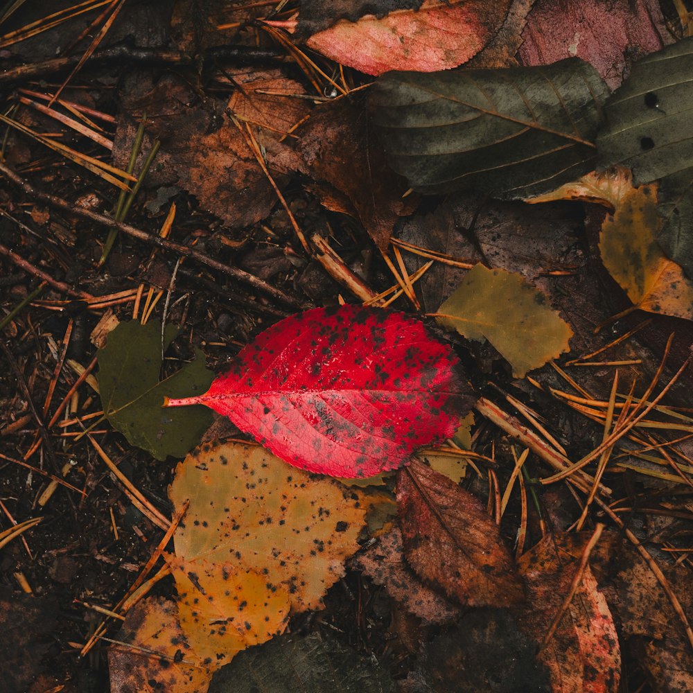 a red and yellow leaf laying on the ground