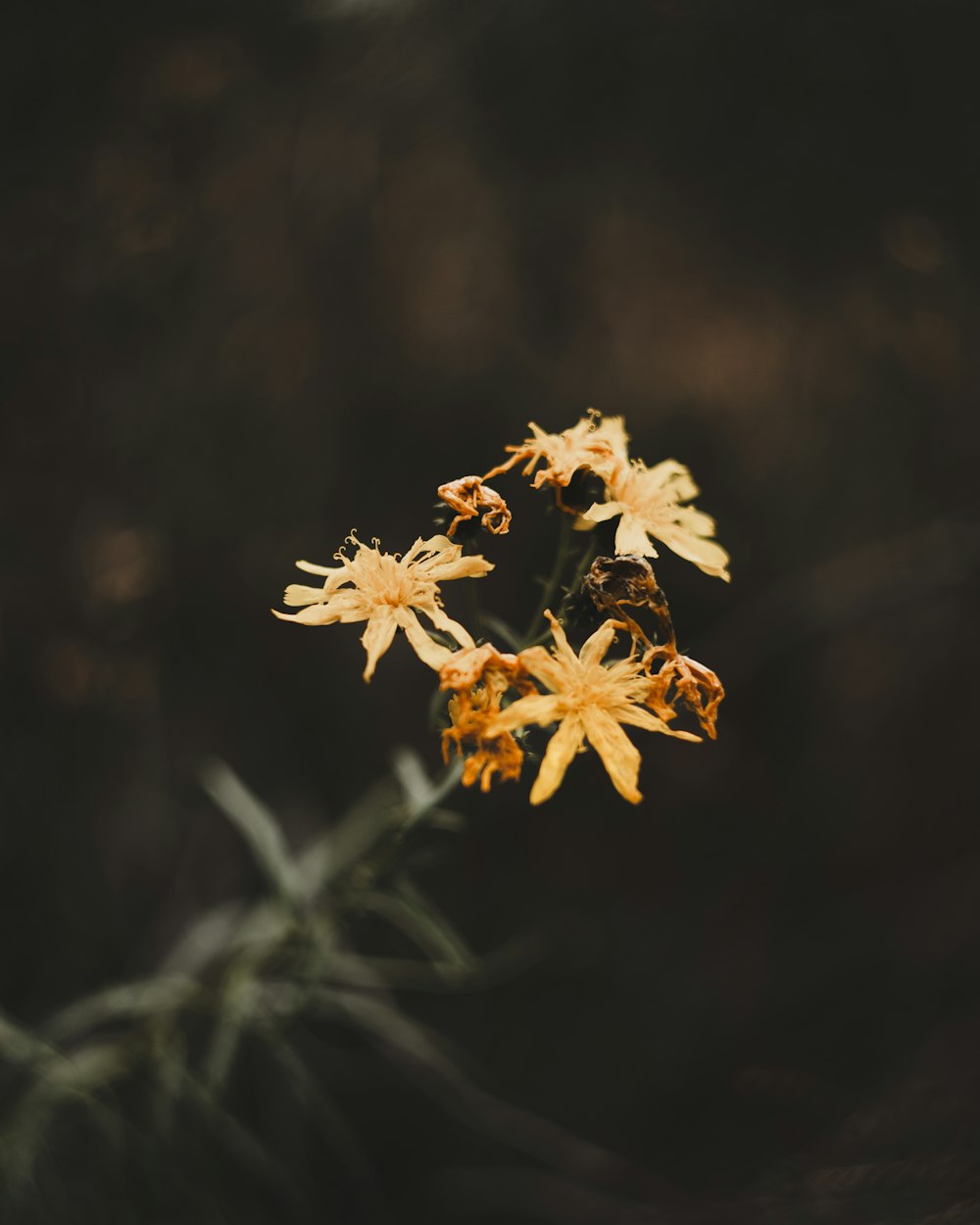 a close up of a yellow flower on a black background