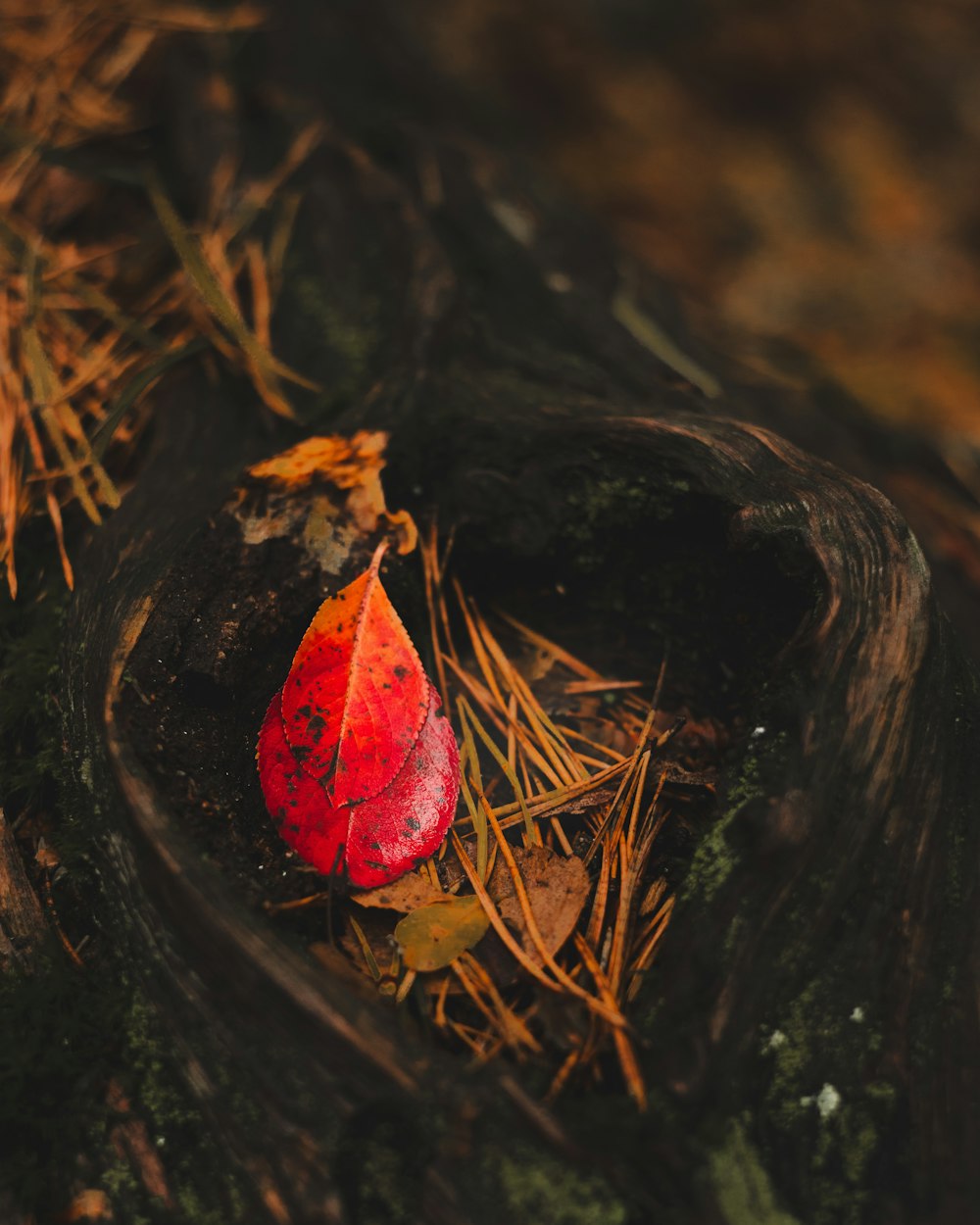 a red leaf sitting on top of a tree stump