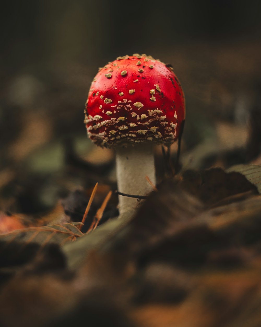 a red mushroom sitting on top of a forest floor