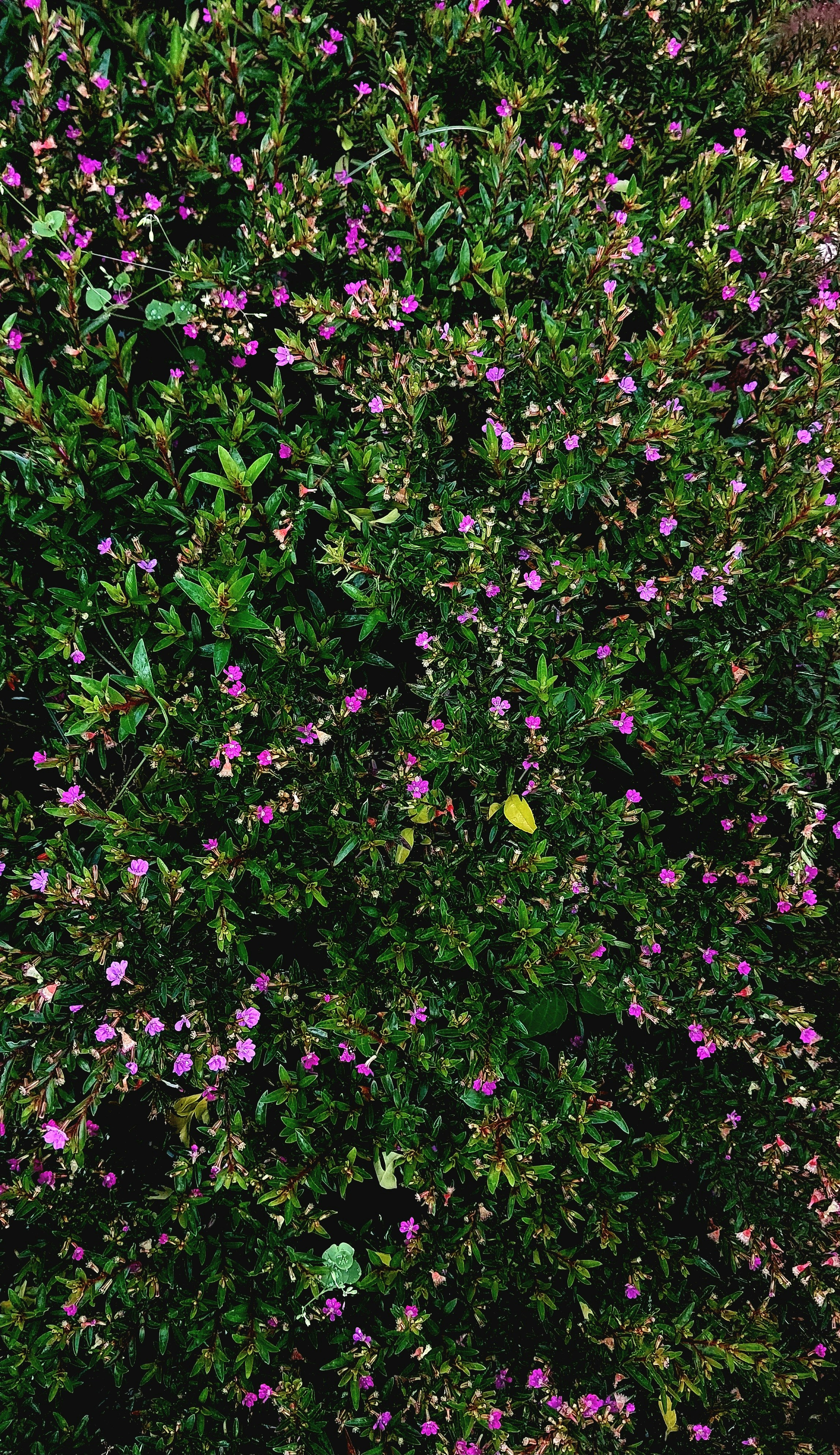 Photo by prethiswaran0499