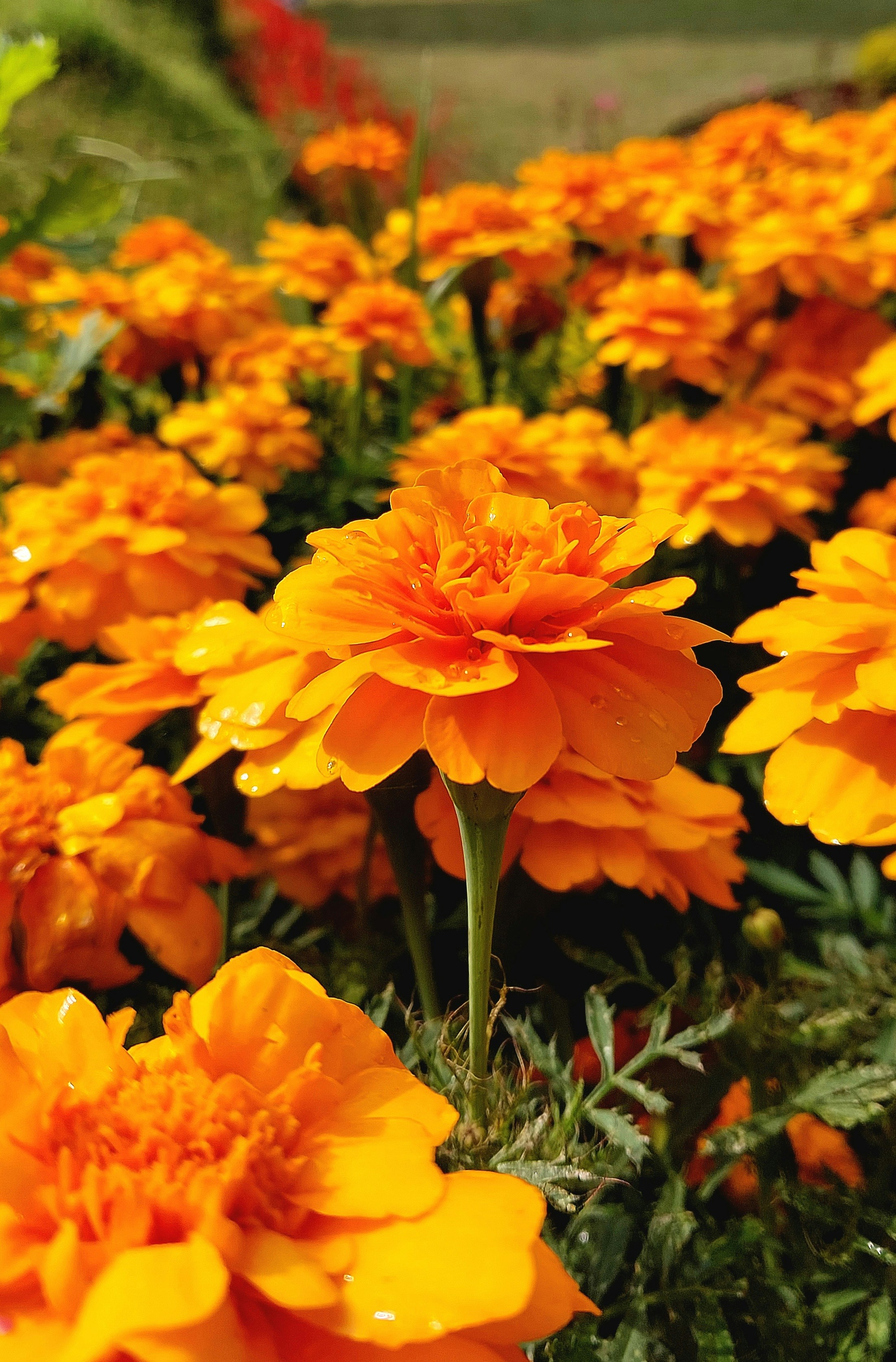 Photo by prethiswaran0499