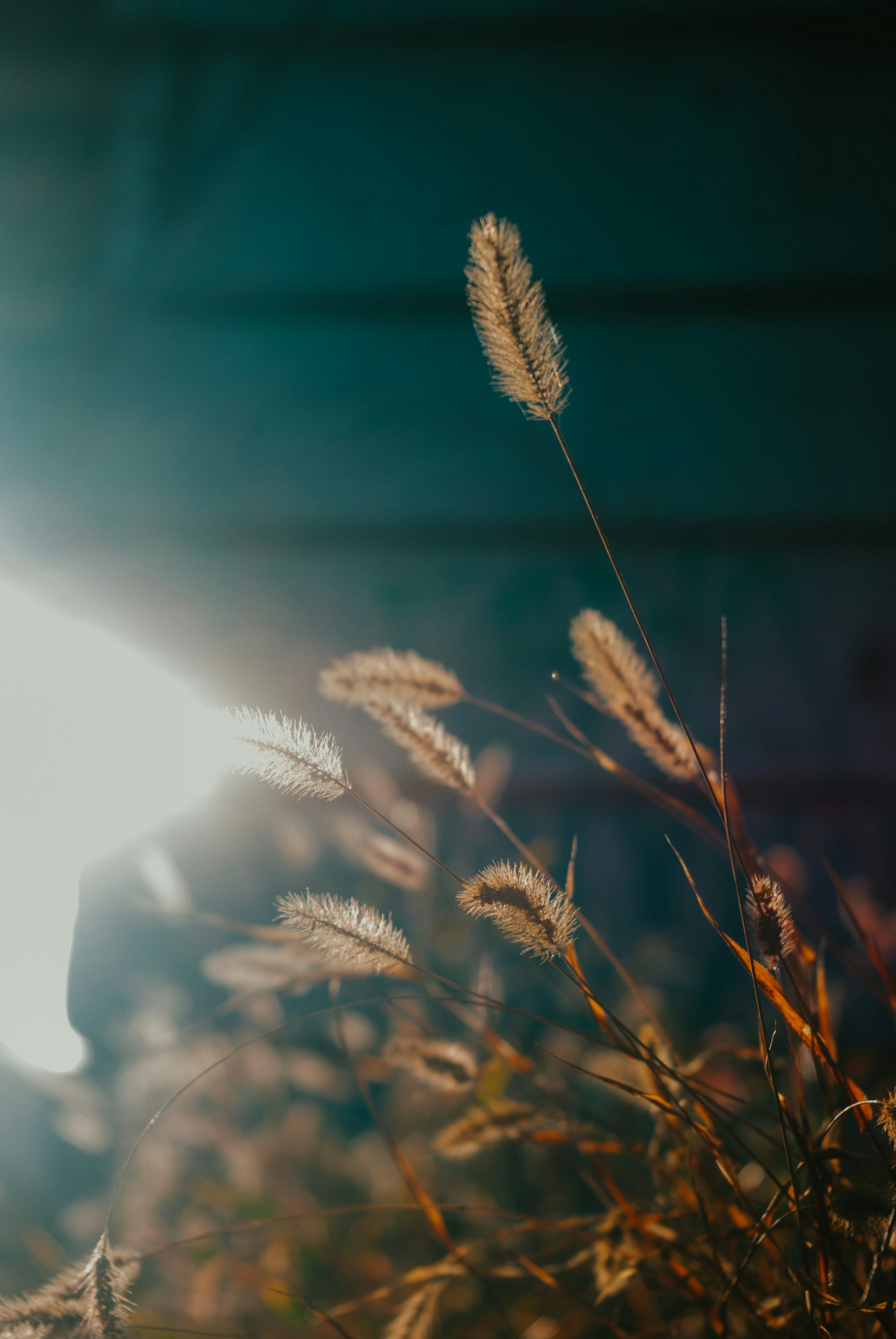 A close-up of soft grass blades gently swaying in the breeze, bathed in the golden light of a setting sun over Andalusian hills.