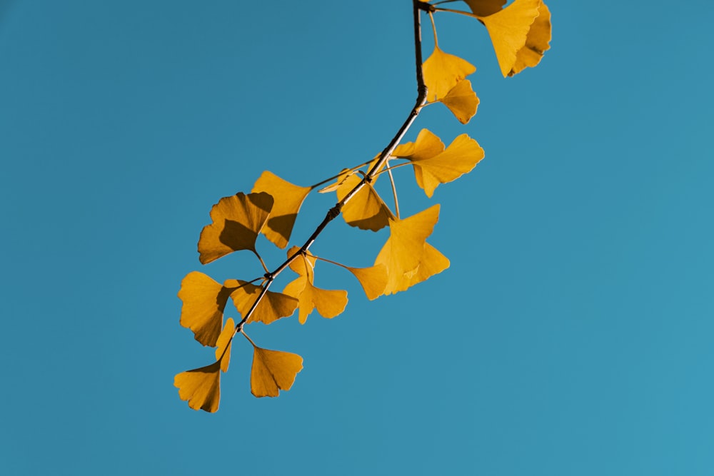 a branch with yellow flowers against a blue sky