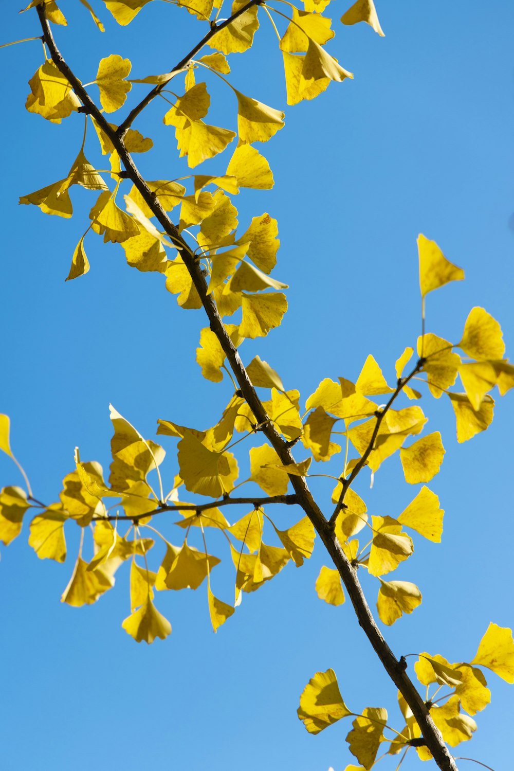 a tree branch with yellow leaves against a blue sky