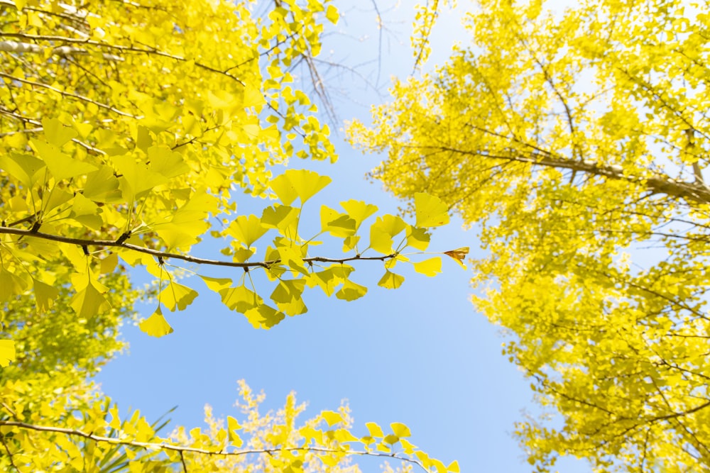the leaves of a tree are yellow against the blue sky
