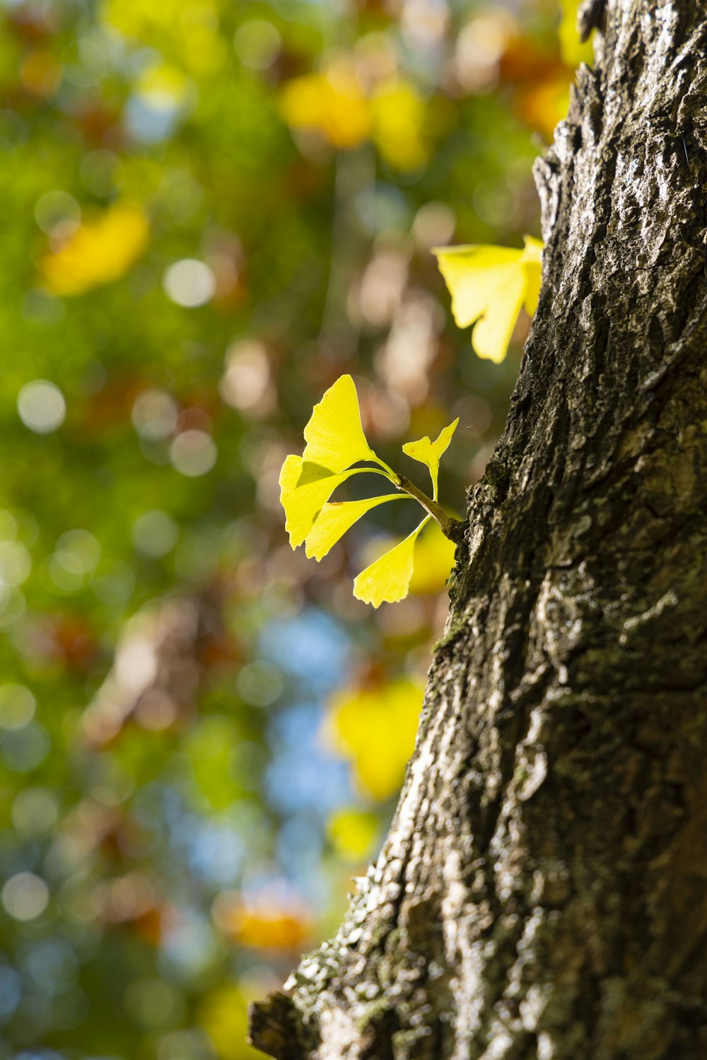 a tree trunk with a yellow leaf on it