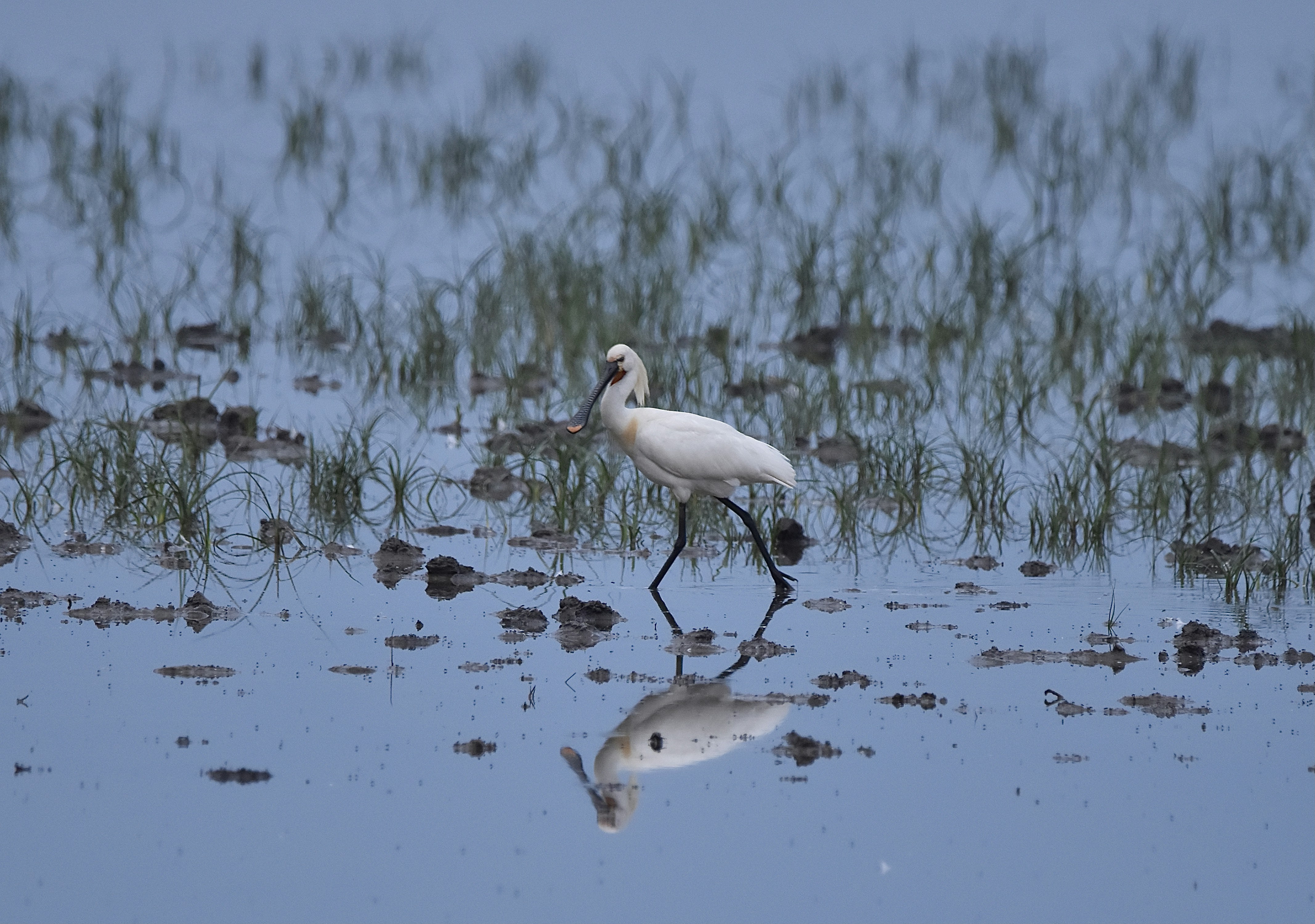 Espátula en Doñana