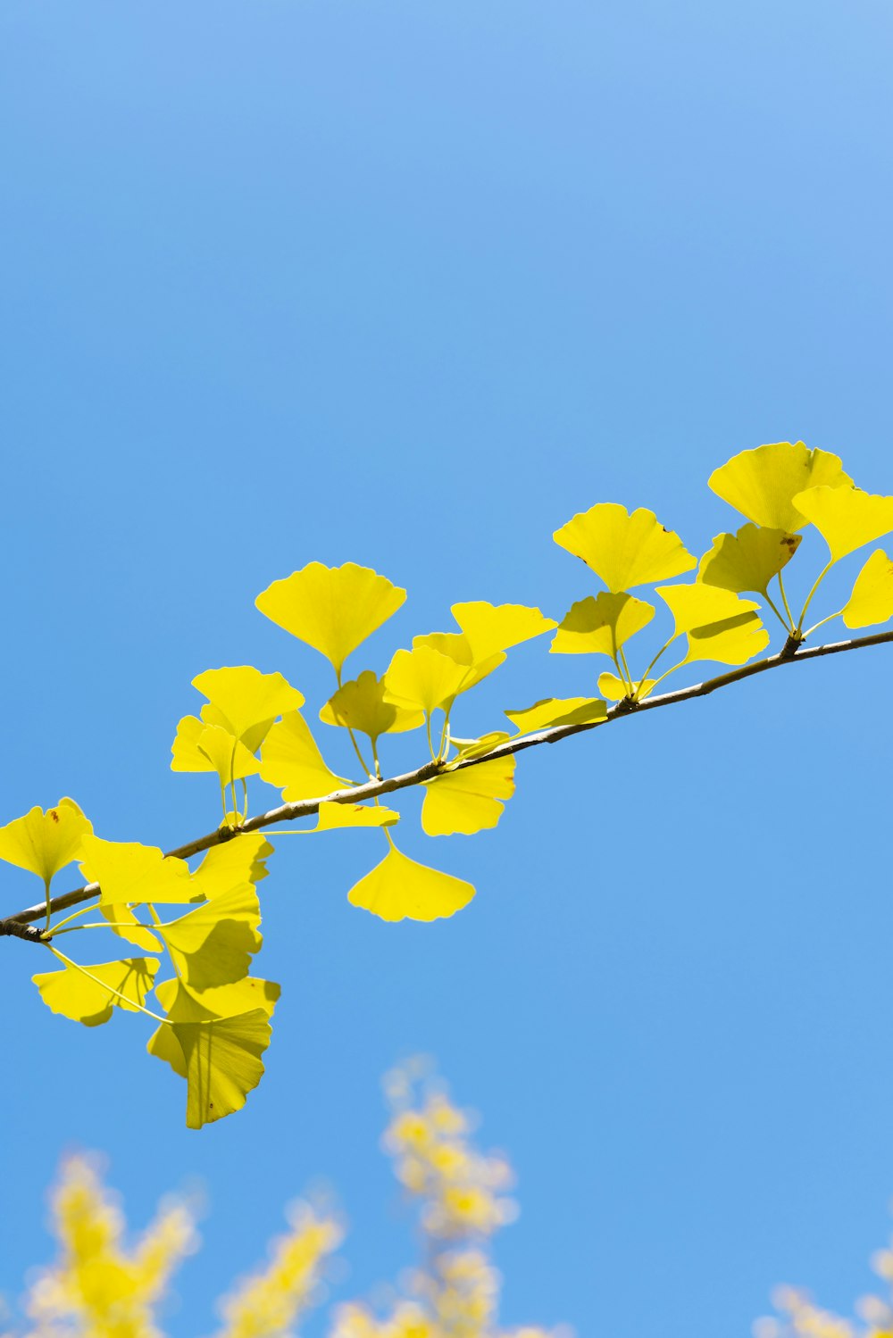 a branch with yellow leaves against a blue sky