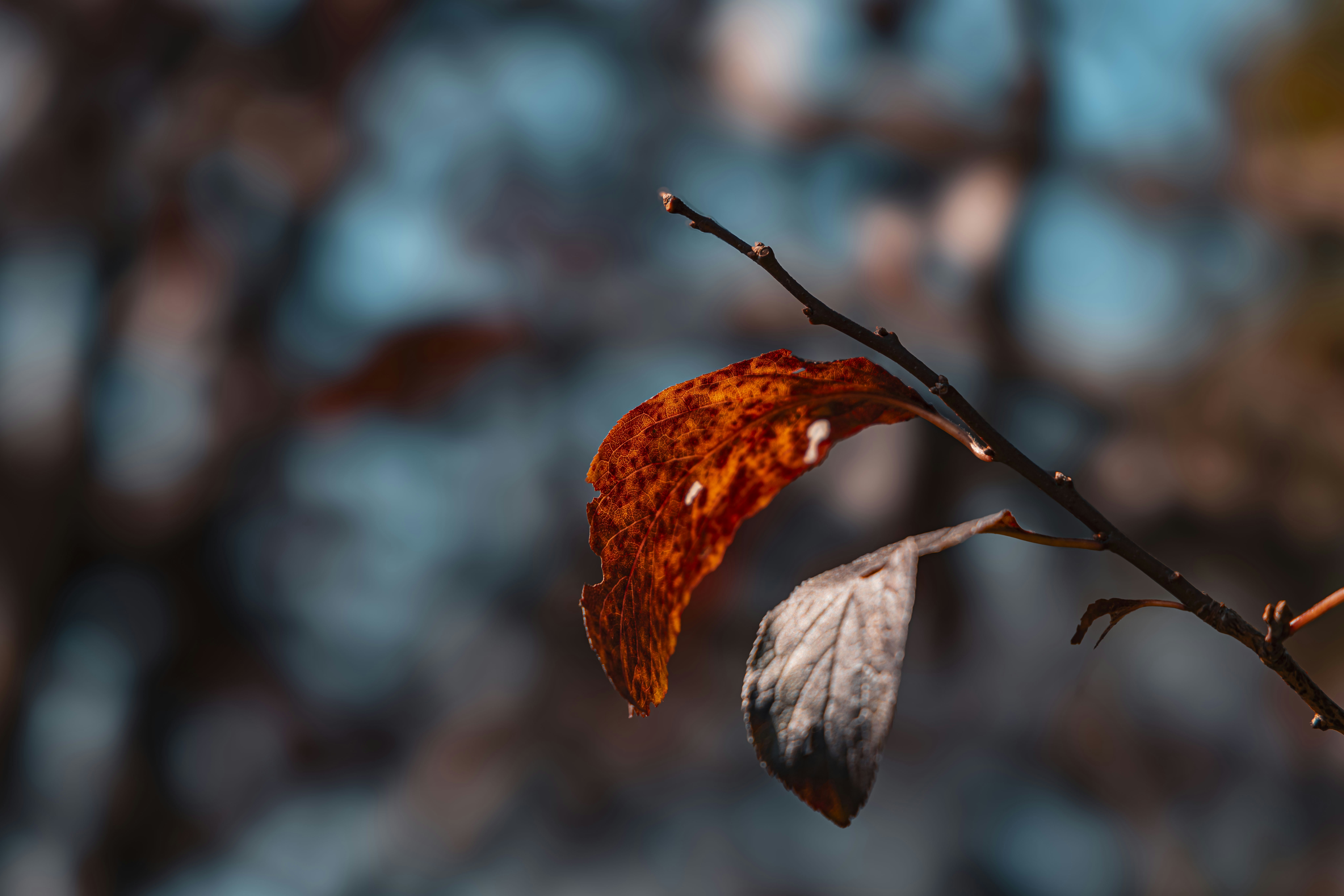 Photo by yokonoito0512