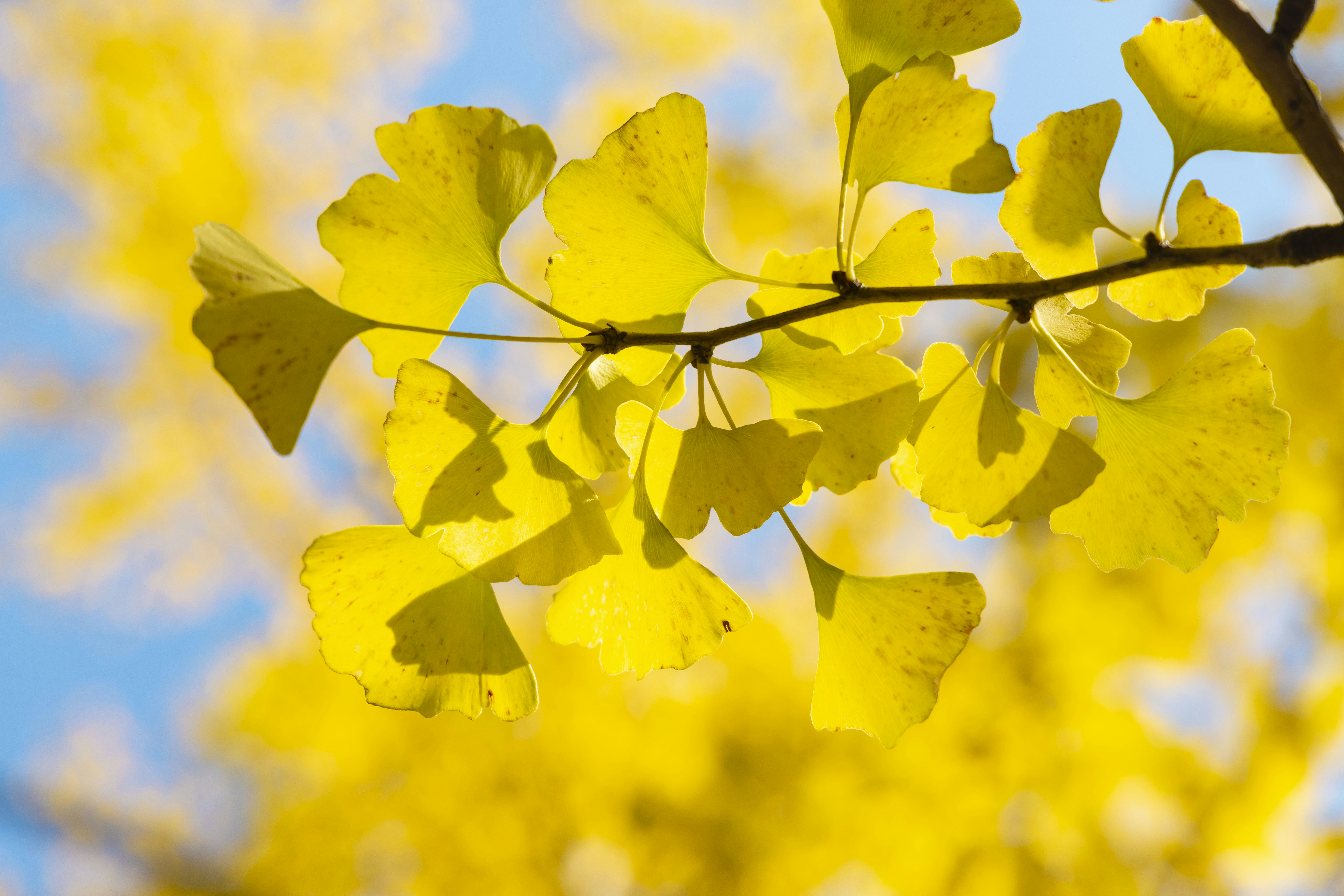 Photo by yokonoito0512