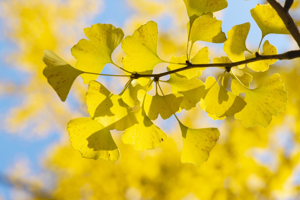 a branch with yellow leaves against a blue sky