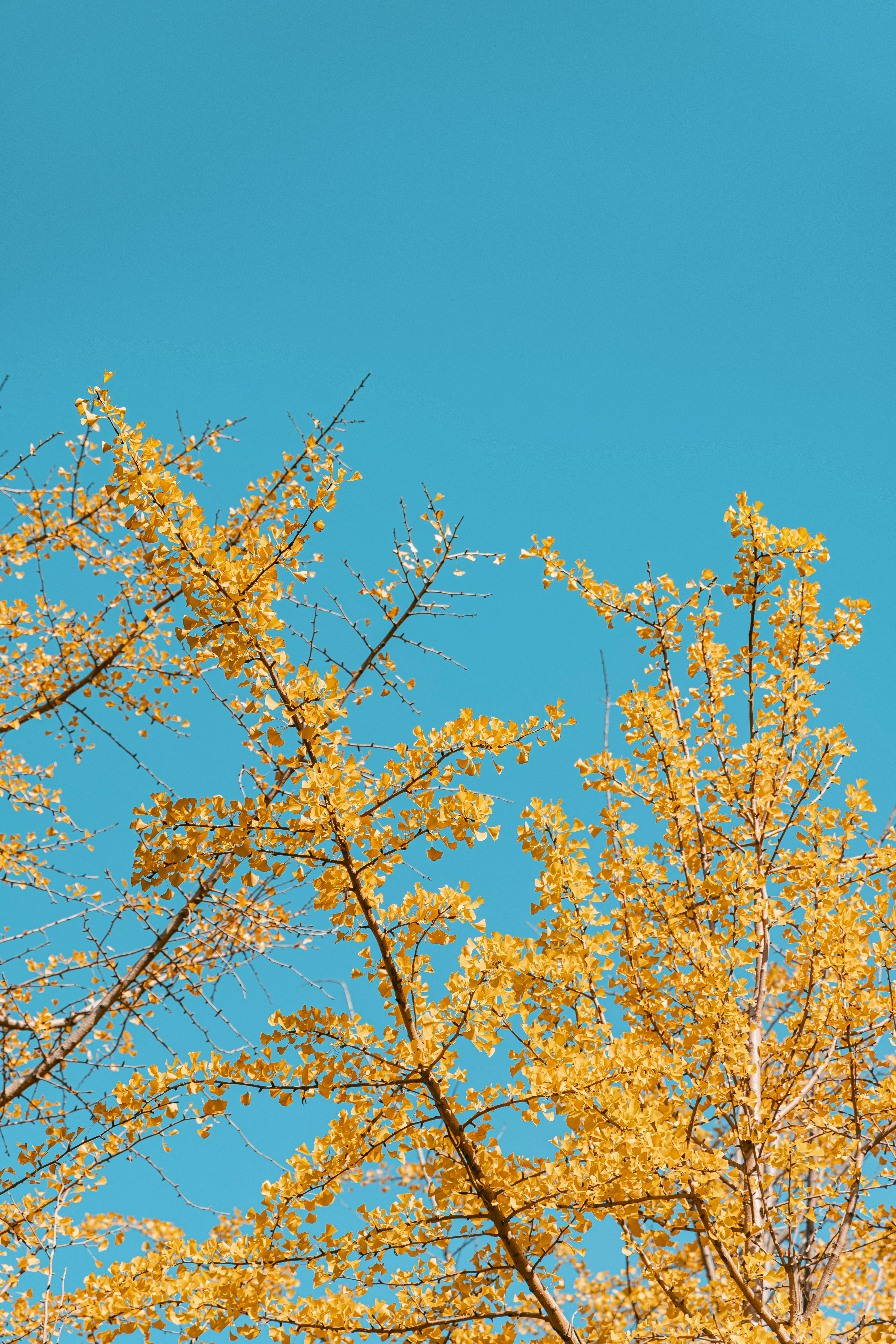 Photo by yokonoito0512