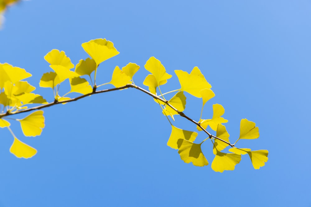 a branch with yellow leaves against a blue sky