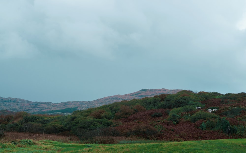 a grassy field with a hill in the background