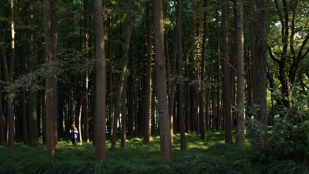 a person standing in the middle of a forest