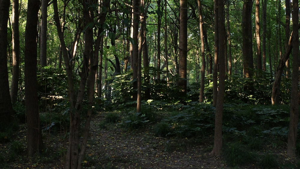 a path in the middle of a forest with lots of trees